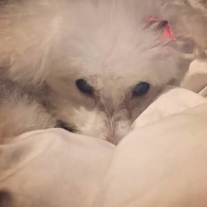 Meet your Posher, Michelle